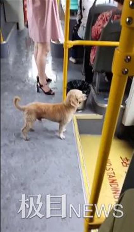 热点爆料小狗视频,萌态可掬引网友热议